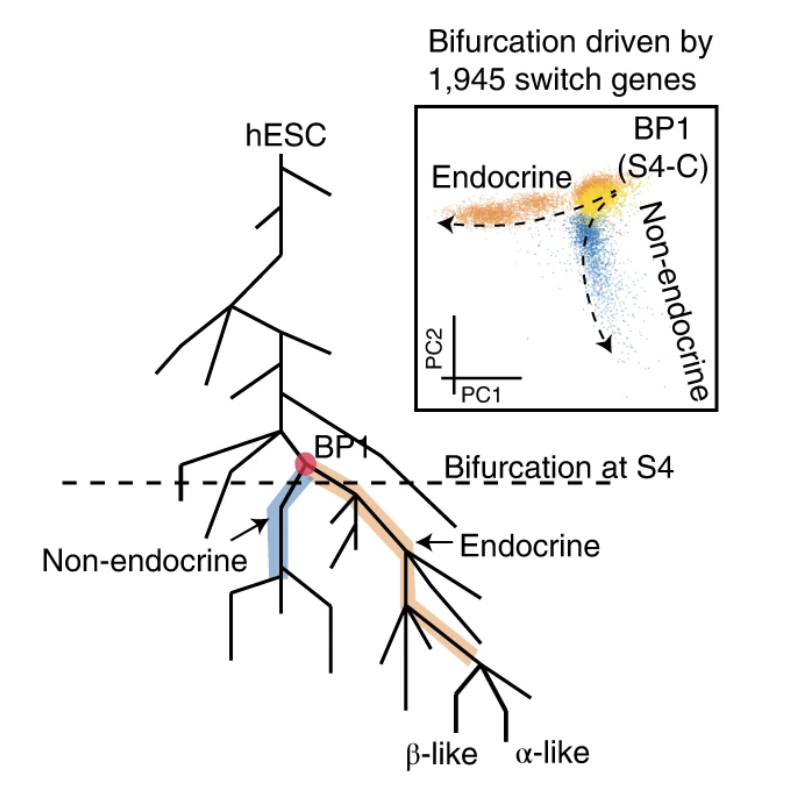 Transcriptional Regulation